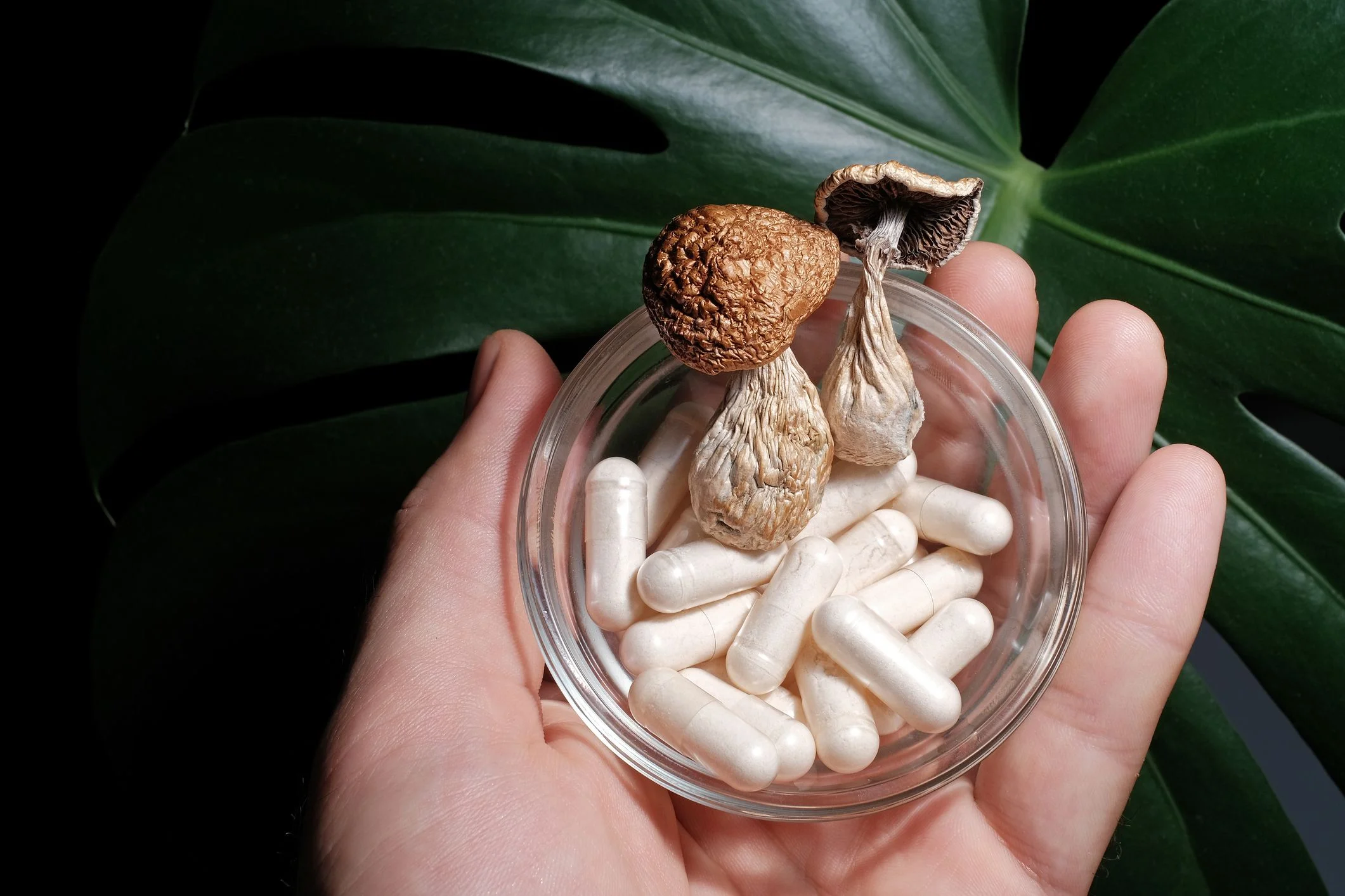Psilocybin Therapy